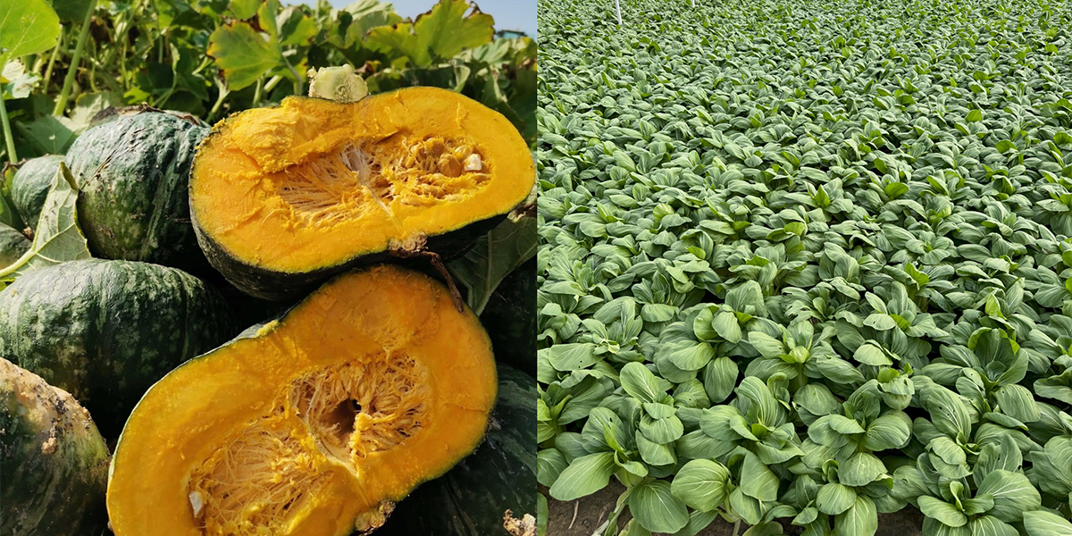 Levantia Seed, un’offerta varietale sempre più profonda